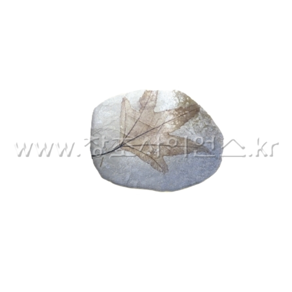 (KSIC-5223)단풍잎 화석모형