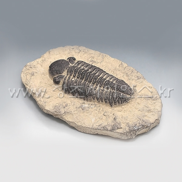 (KSIC-5529)삼엽충(파콥스 전시용화석)