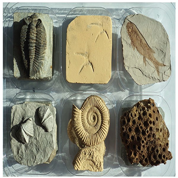 초등 동물화석 6종