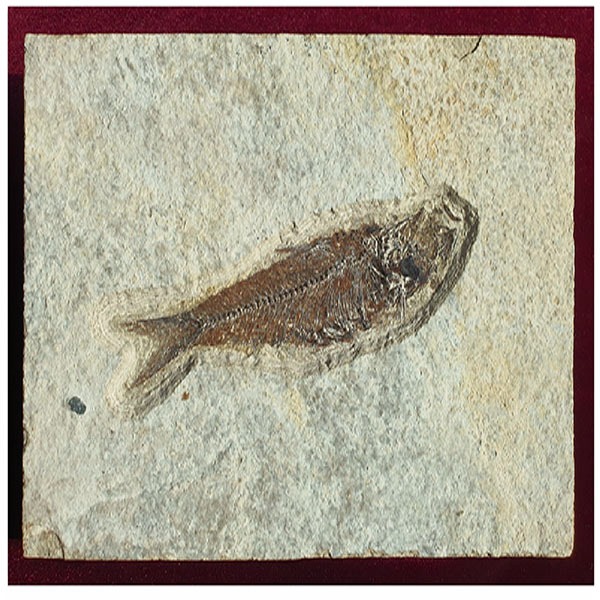 물고기화석(와이오밍 전시용화석)