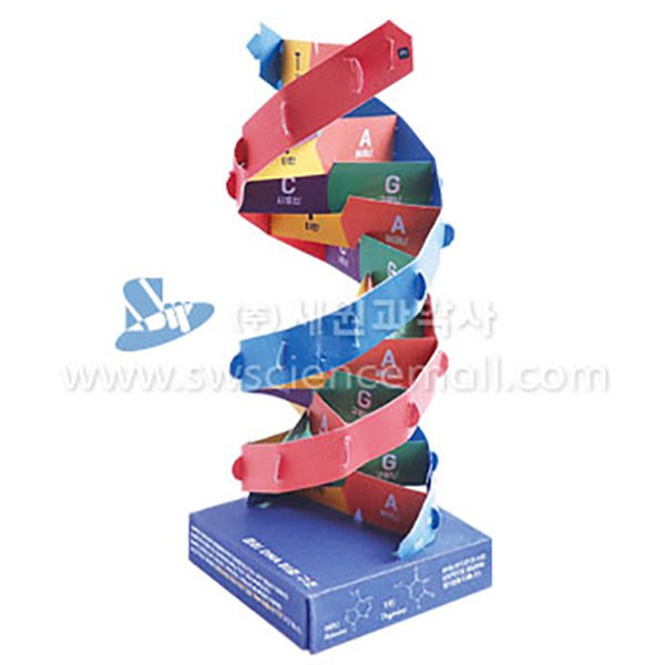 종이 DNA 2중 구조 만들기(5명1세트)