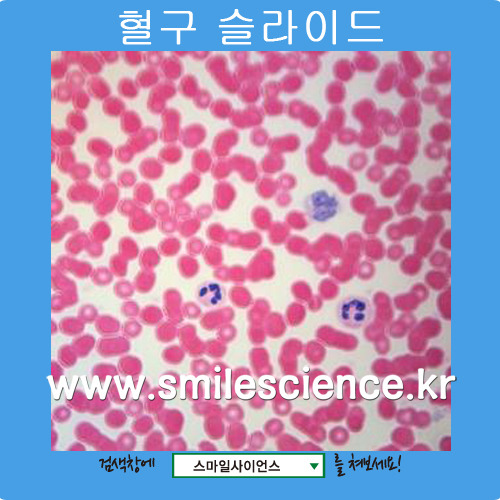 혈구슬라이드(현미경용프레파라트)