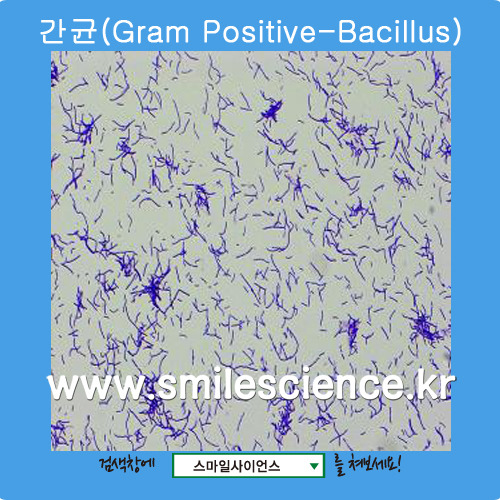 간균(Gram Positive Bacillus)