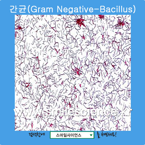 간균(Gram Negative Bacillus)