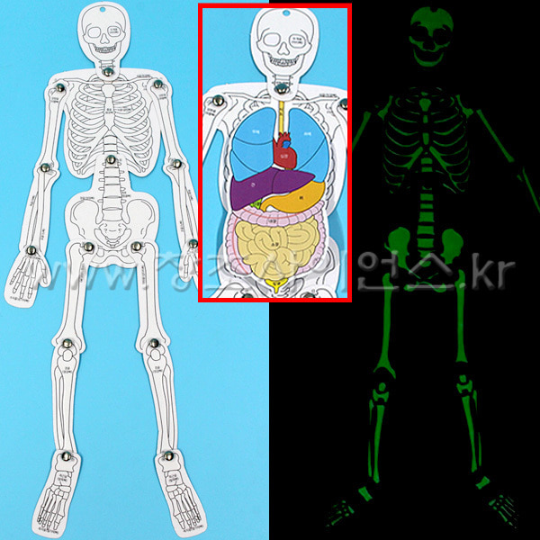 SA야광 인체골격과 장기모형(5인)