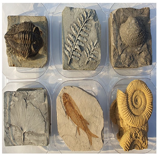 교과서화석 6종