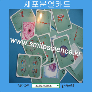 세포분열카드(10세트)
